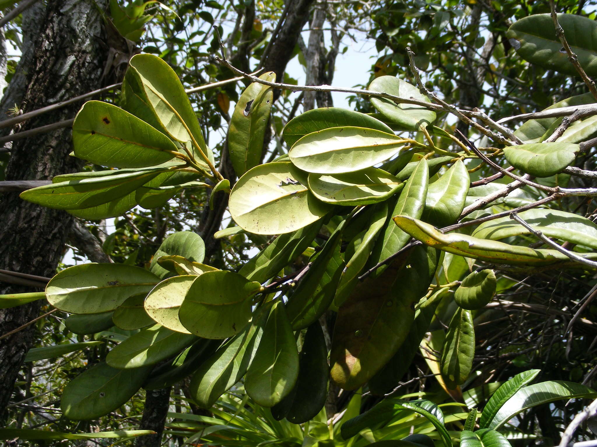 Image of Pimenta jamaicensis (Britton & Harris) Proctor