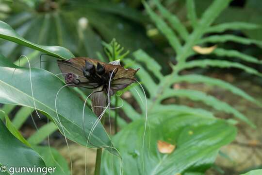 Image of black bat flower