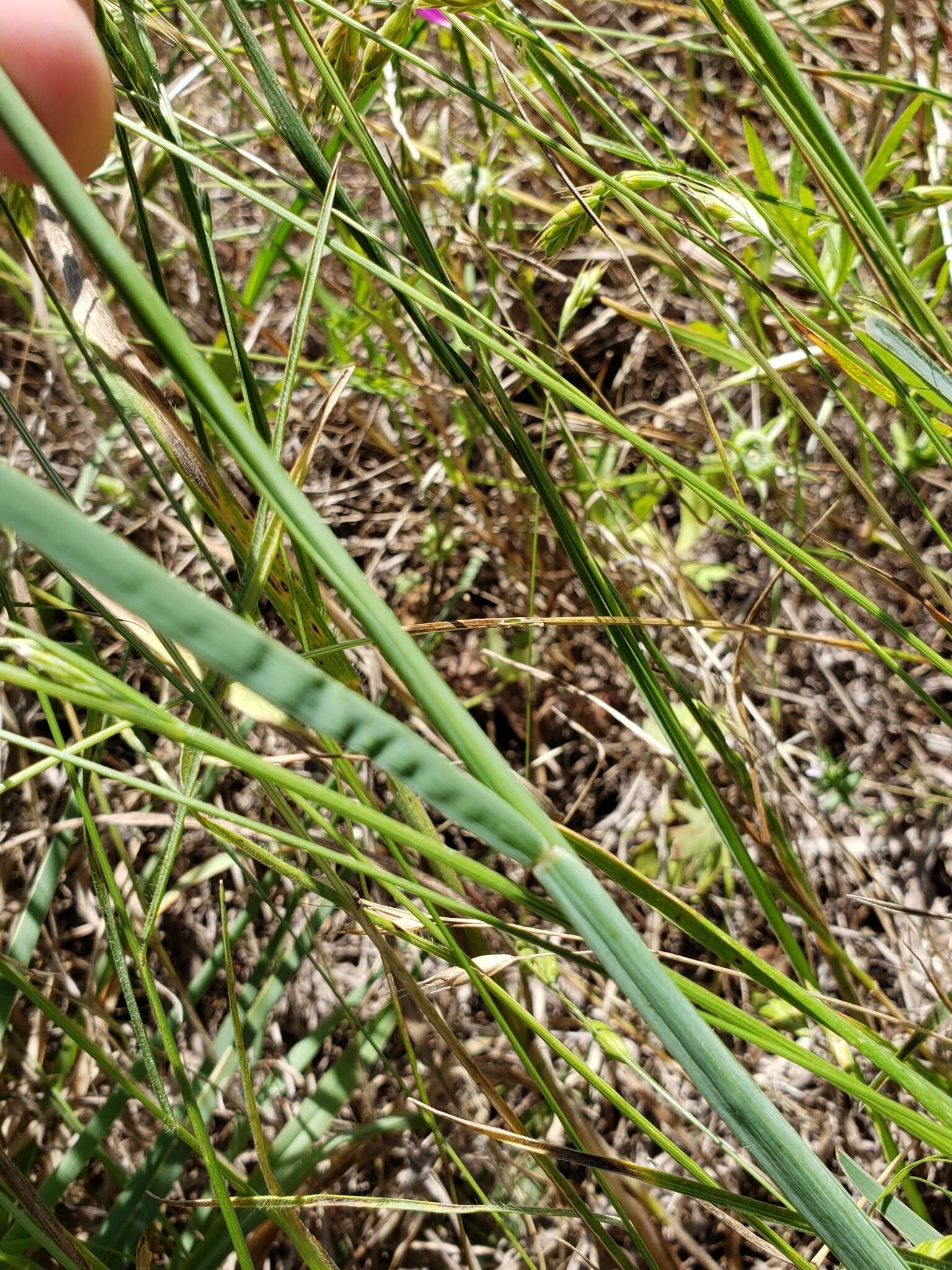 Image of Caribbean fingergrass