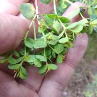 Image of Euphorbia esuliformis S. Schauer