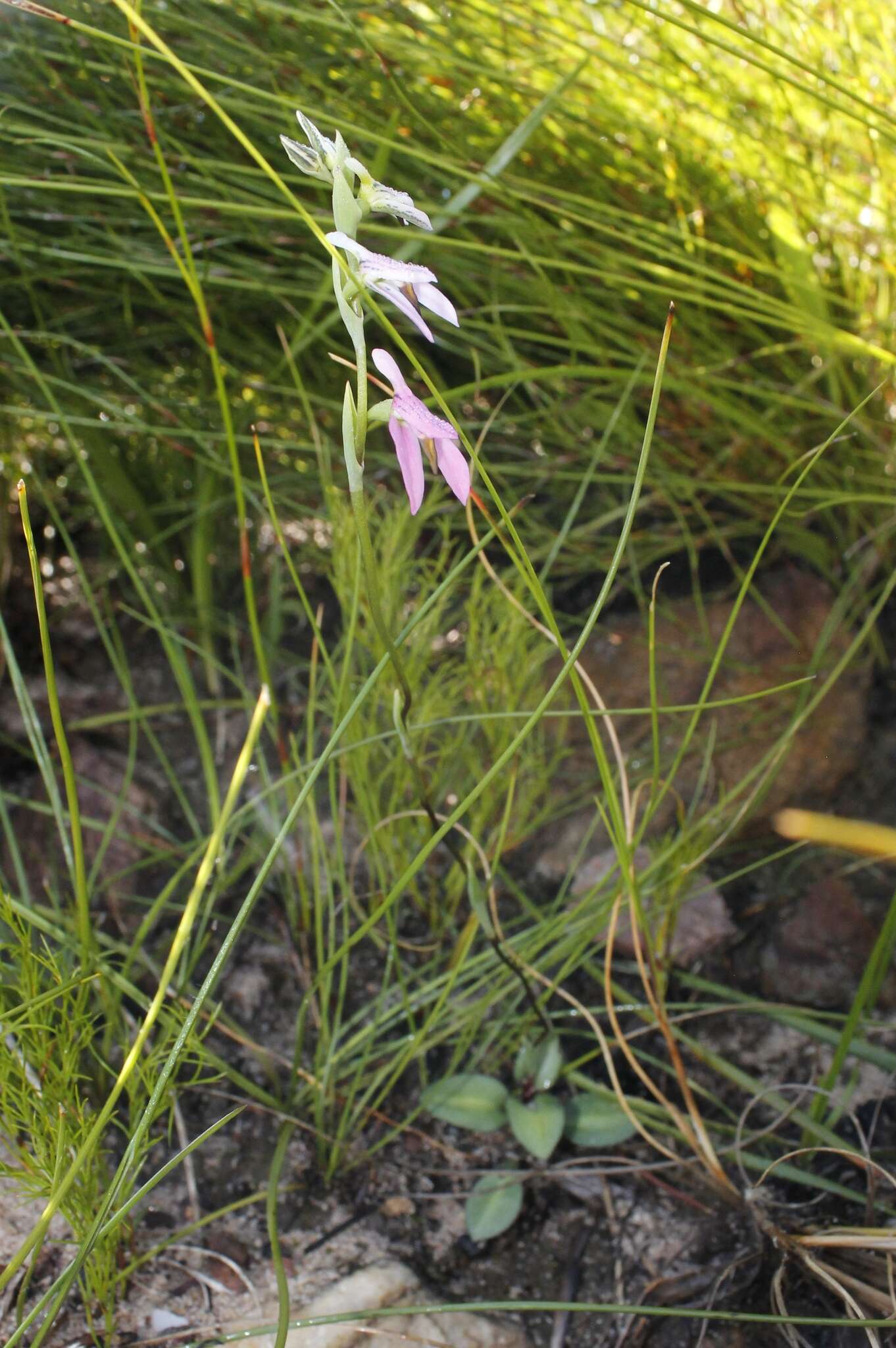 Image of Disa obliqua (Lindl.) Bolus