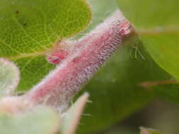 Plancia ëd Arctostaphylos pechoensis (Abrams) Dudley