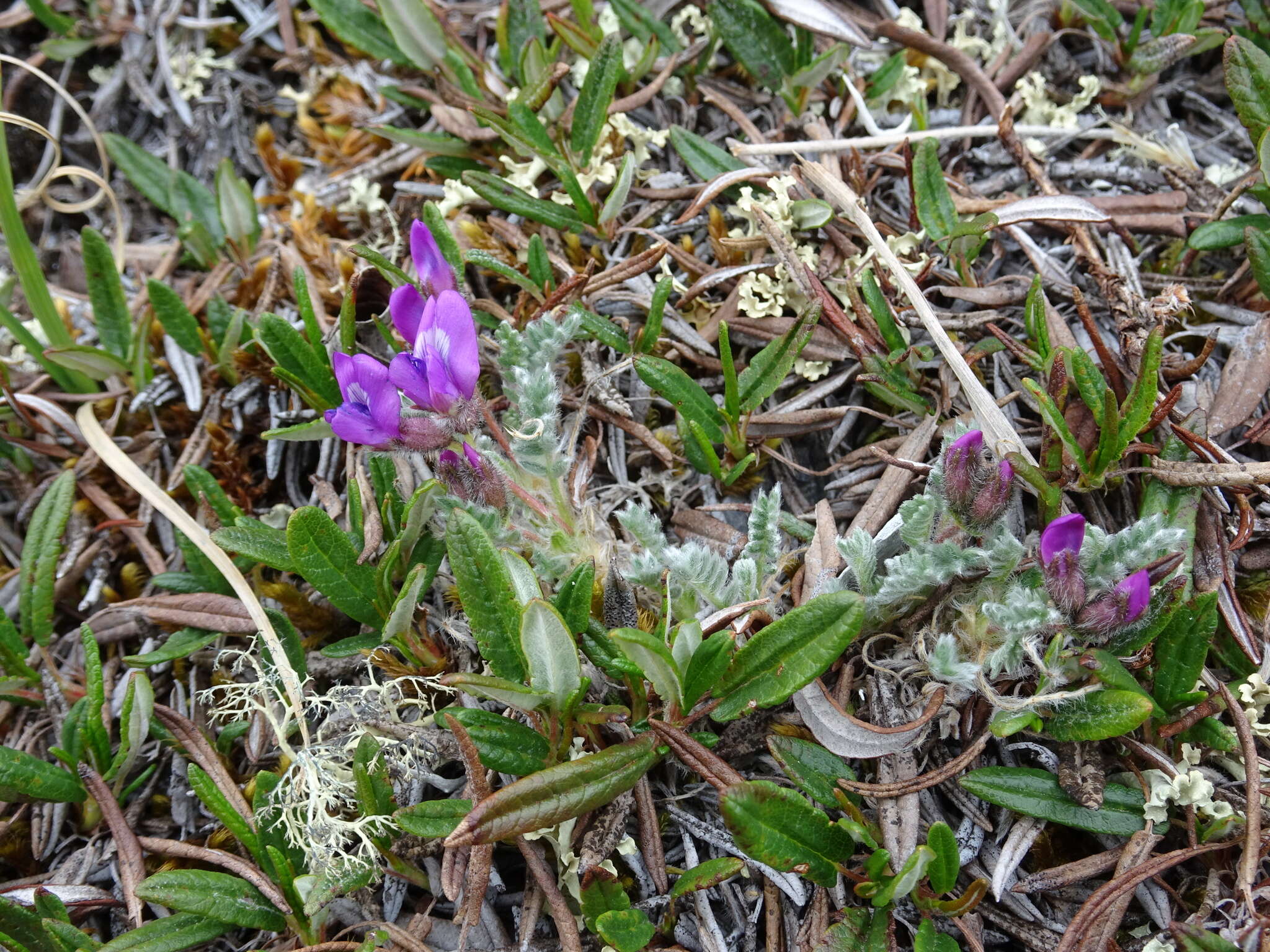 Image of blackish oxytrope