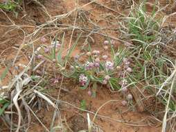 Asclepias uncialis Greene resmi