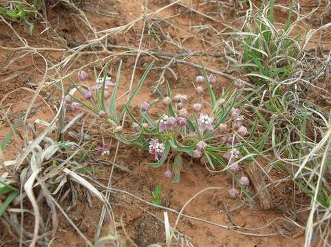 Image of wheel milkweed