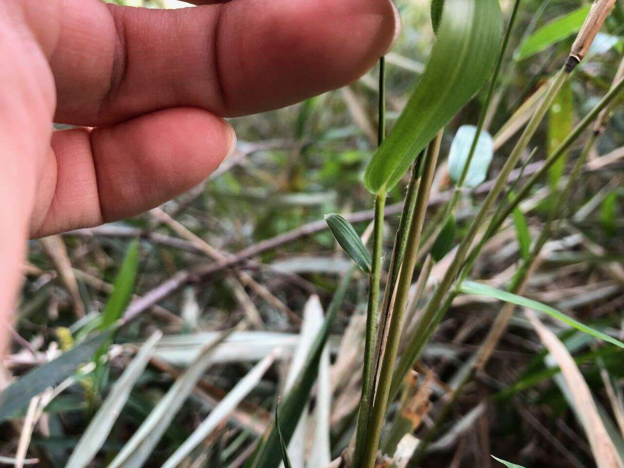 Imagem de Pleioblastus argenteostriatus (Regel) Nakai