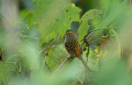 Image of Santa Marta Antbird