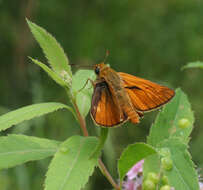 Ochlodes venata Bremer & Grey 1853 resmi