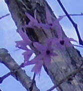 Image of pale laelia