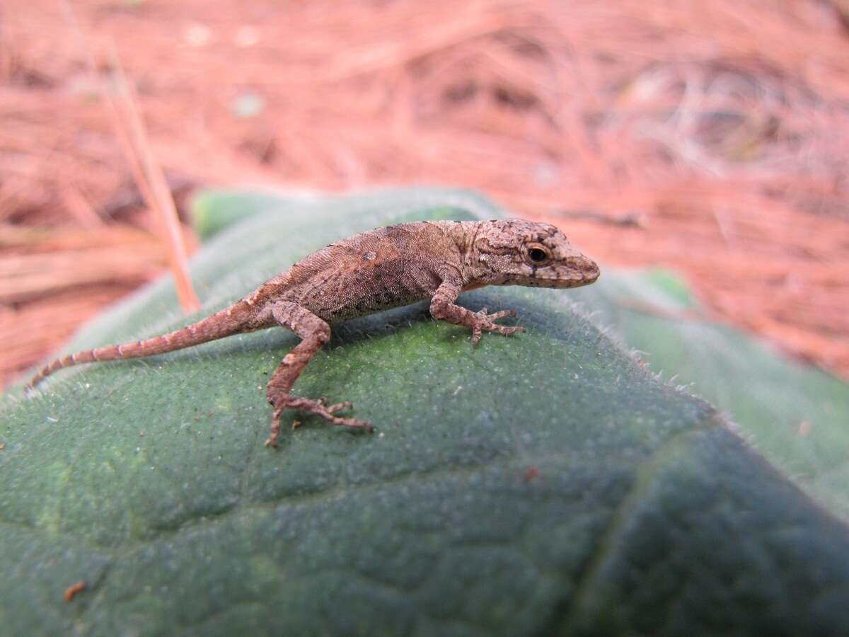 Image of Schmidt's Anole