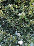 Syzygium paniculatum Gaertn. resmi