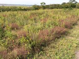 Image de Eragrostis spectabilis (Pursh) Steud.