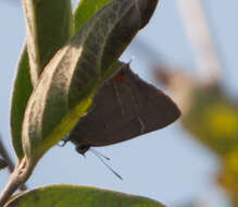 Image of White-M Hairstreak