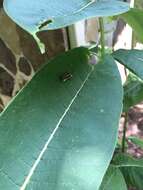 Image of common eastern firefly