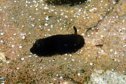 Image of Dendrodoris nigra (Stimpson 1855)