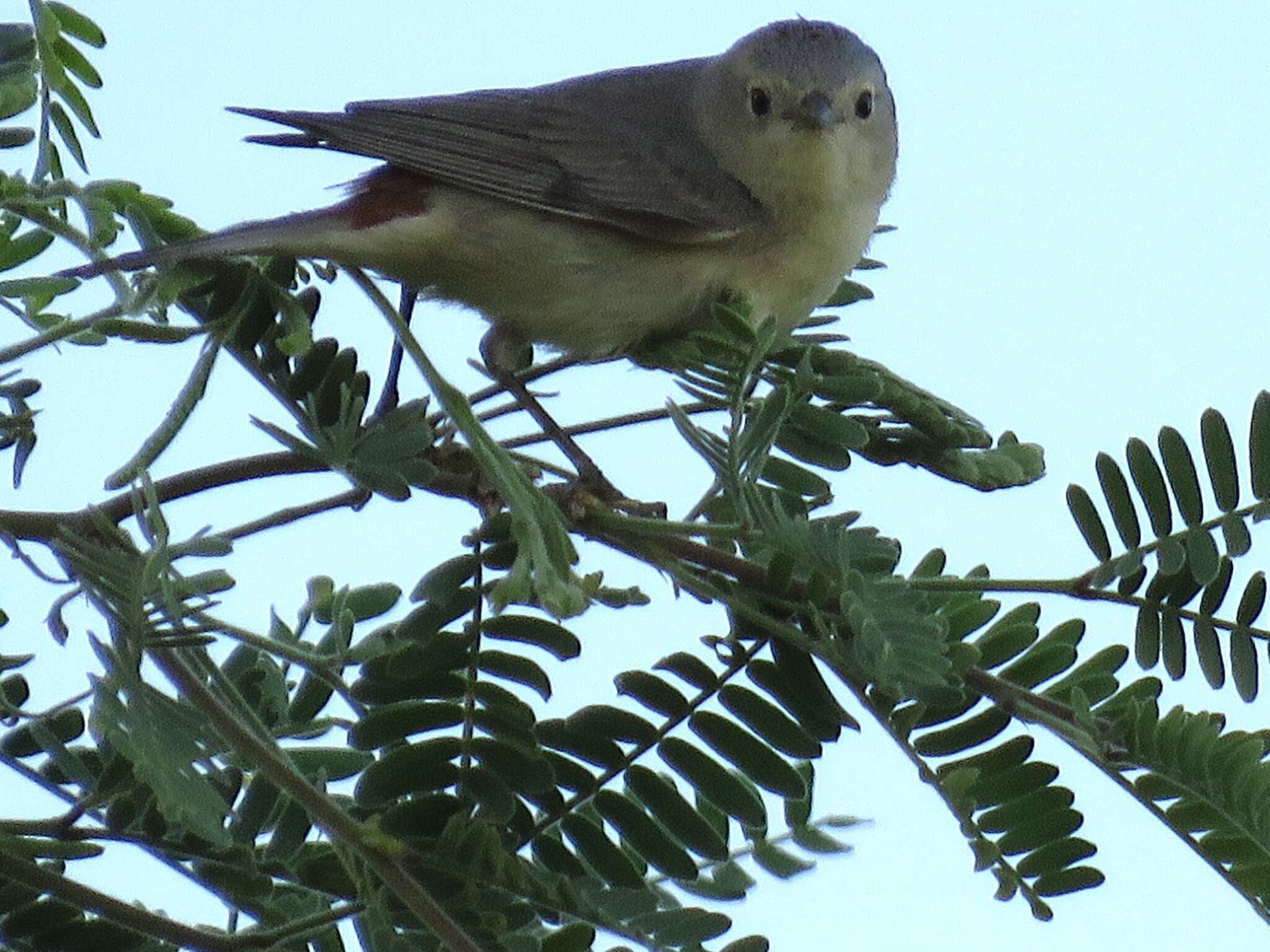 Leiothlypis luciae (Cooper & JG 1861) resmi