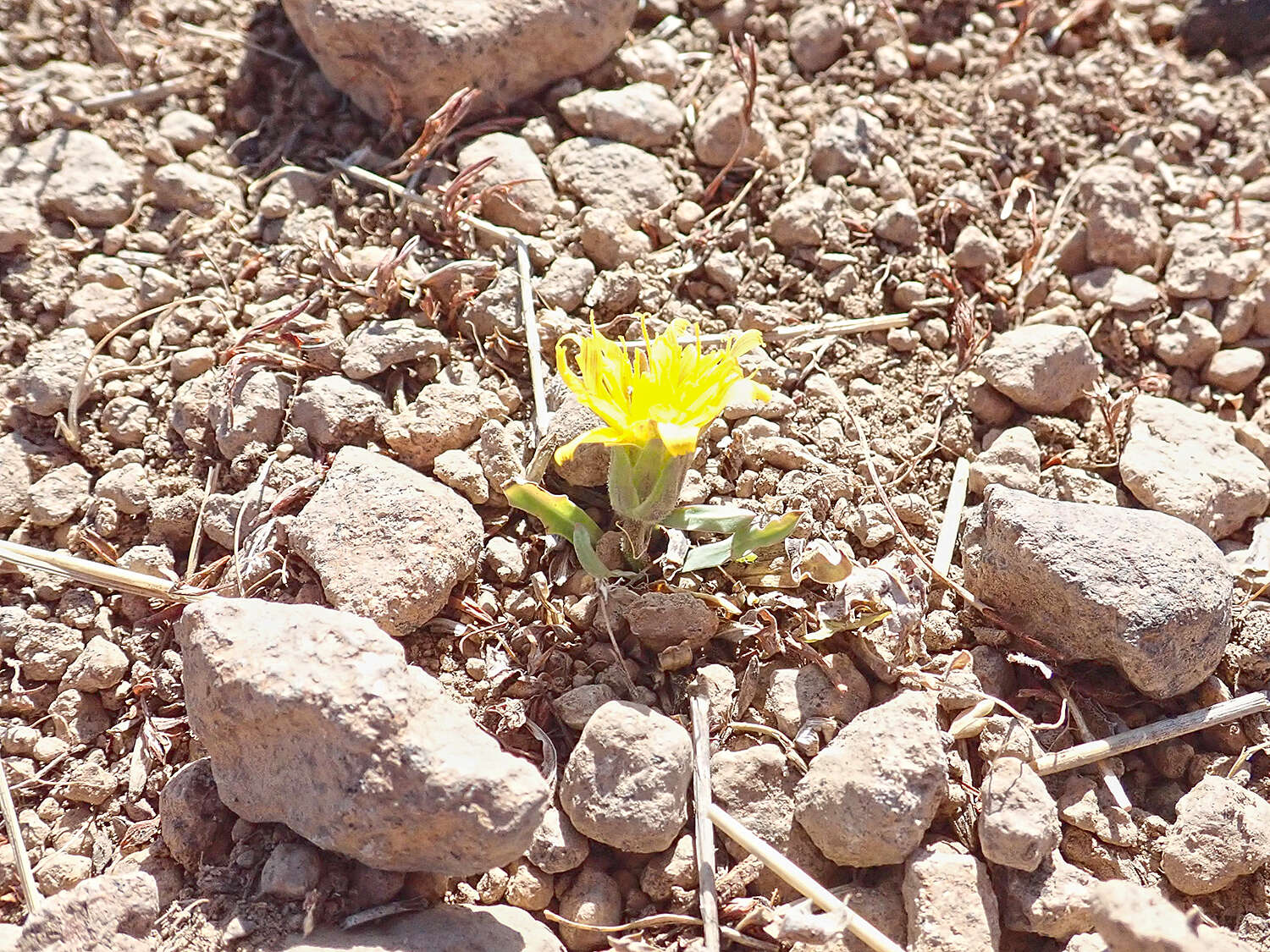 Plancia ëd Agoseris monticola Greene