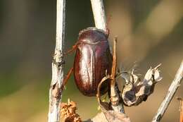 Image of Phyllophaga (Phyllophaga) anxia (Le Conte 1850)