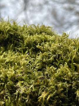 Image of leptobryum moss