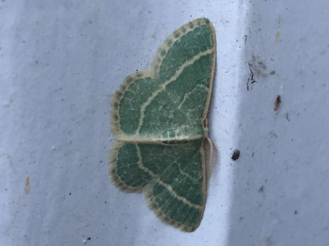 Image of Blackberry Looper Moth