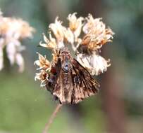 Plancia ëd Noctuana haematospila Felder & Felder 1867