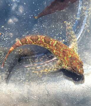 Image of Prickly sculpin