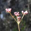 Sivun Hippomarathrum montanum subsp. tommasinii (Rchb. fil.) kuva