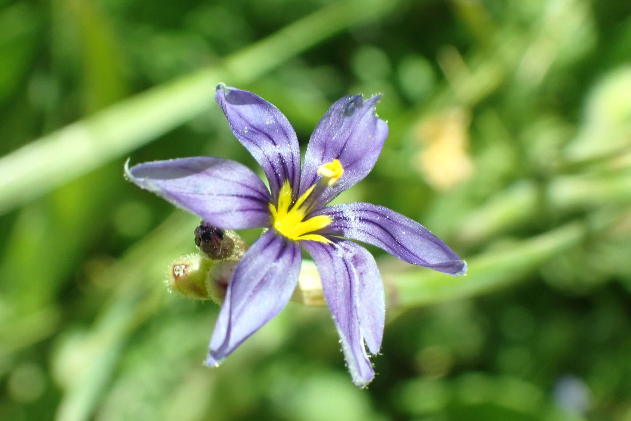 Image of Nevada Blue-Eyed-Grass