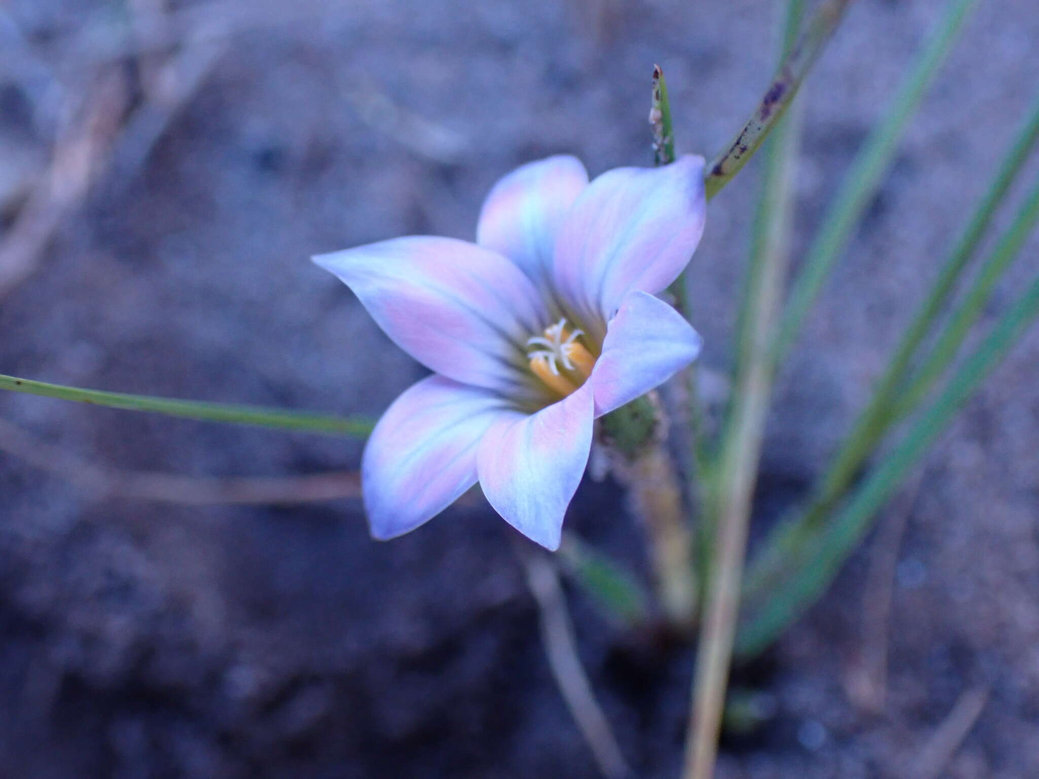 Image of Romulea atrandra var. lewisiae M. P. de Vos