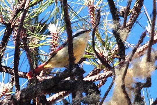 Image of Red-tailed Minla