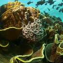 Image of Indo-Australian Basket Star