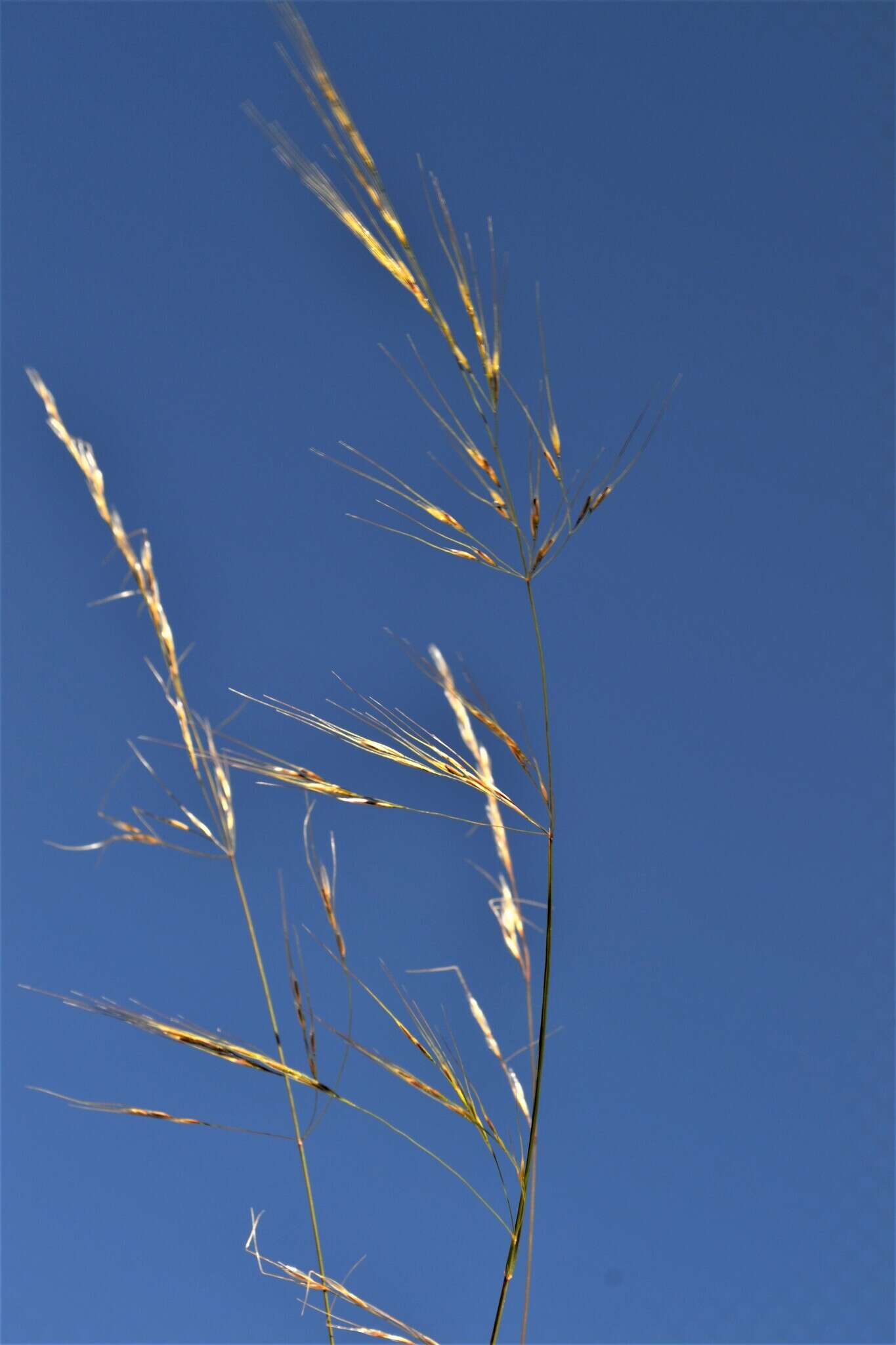 Image of pinyon ricegrass