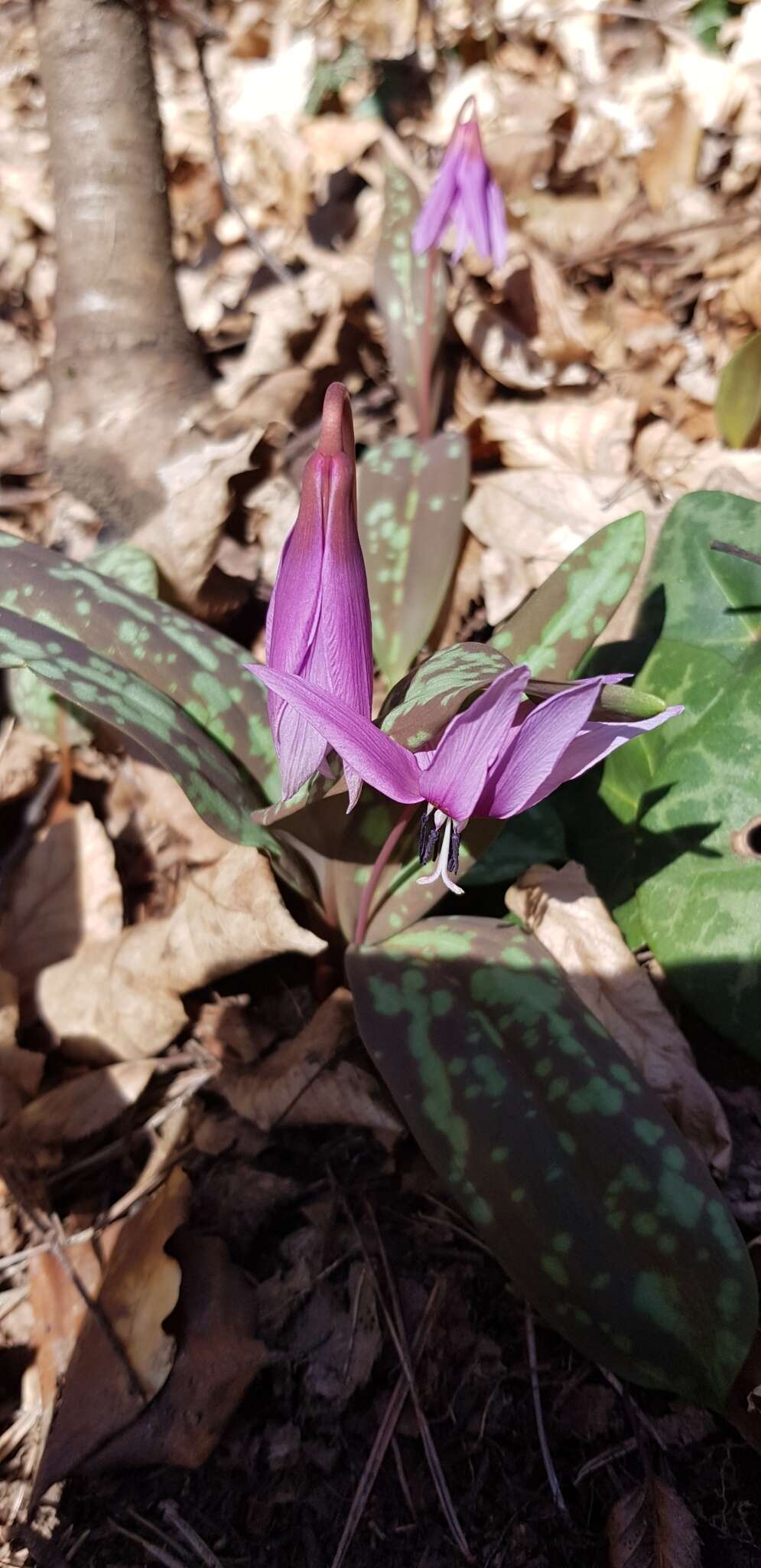 Image of Dog tooth lily