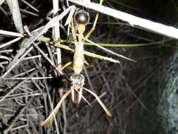 صورة Myrmecia desertorum Wheeler 1915