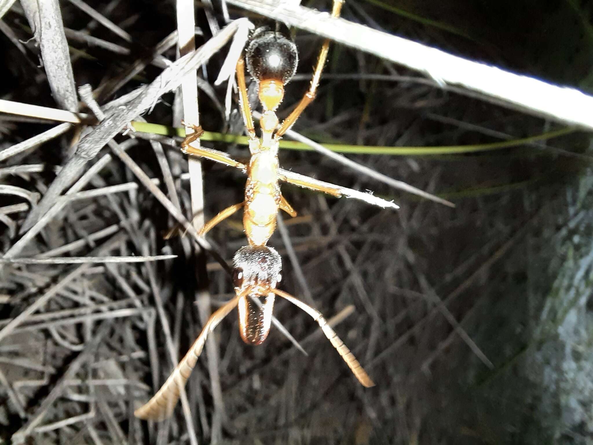 Image of Myrmecia desertorum Wheeler 1915