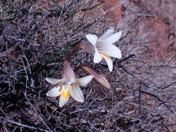 Image of Freesia andersoniae L. Bolus