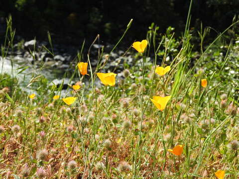 Image of tufted poppy