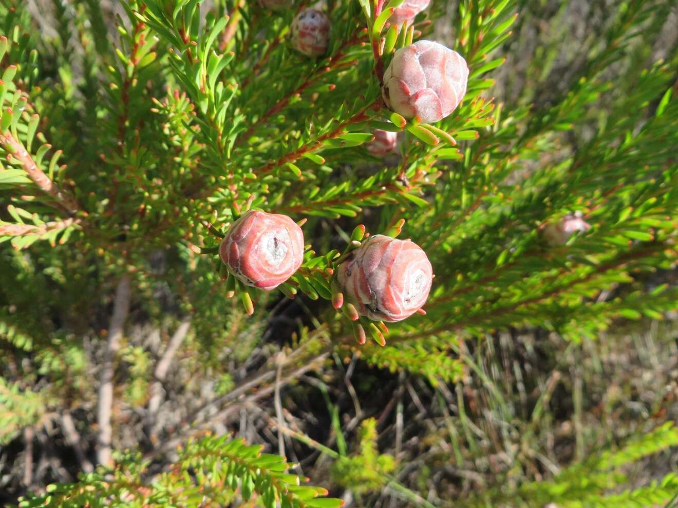 Plancia ëd Leucadendron linifolium (Jacq.) R. Br.