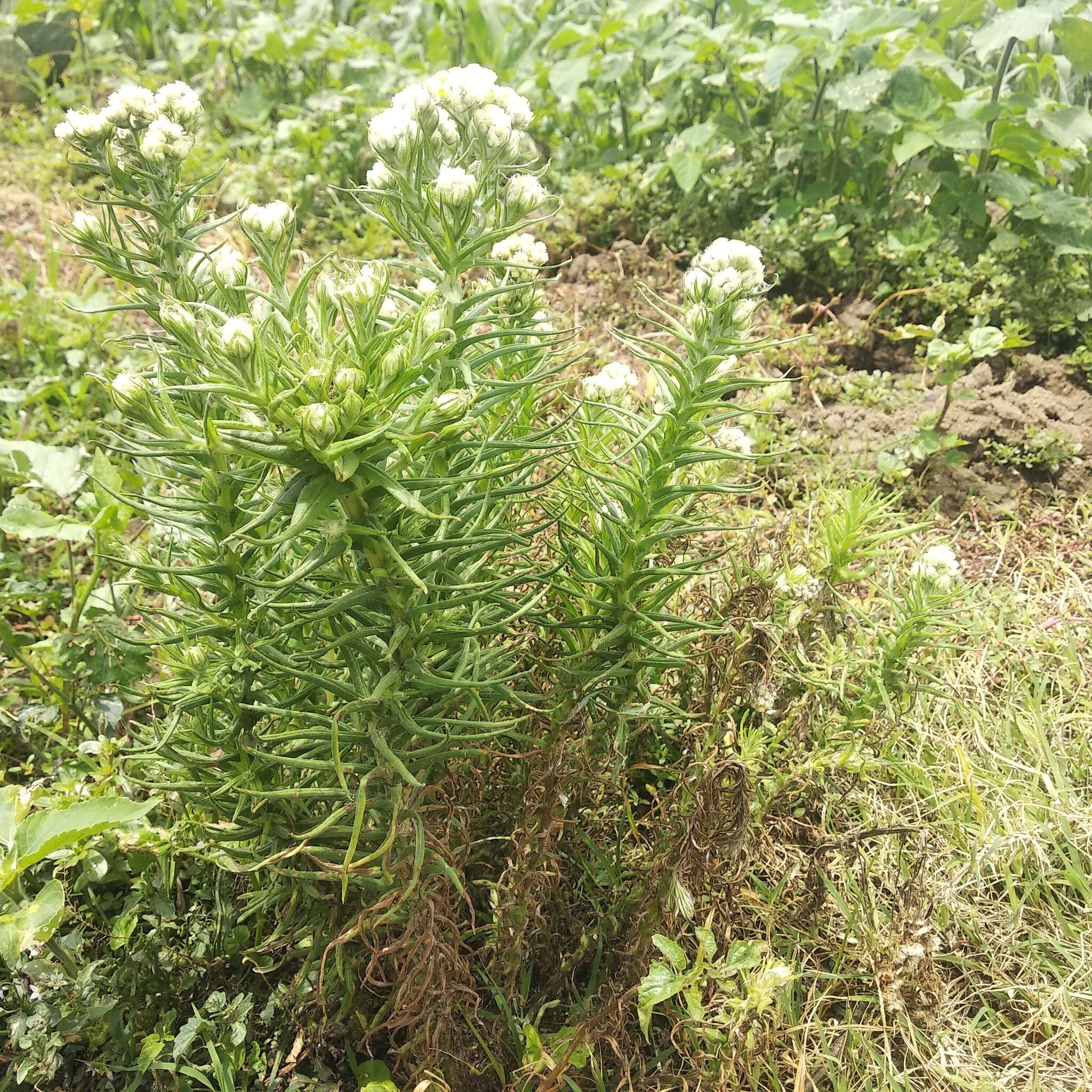 Image of winged cudweed