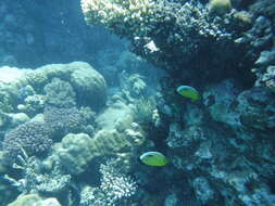 Image of Blacktail Butterflyfish