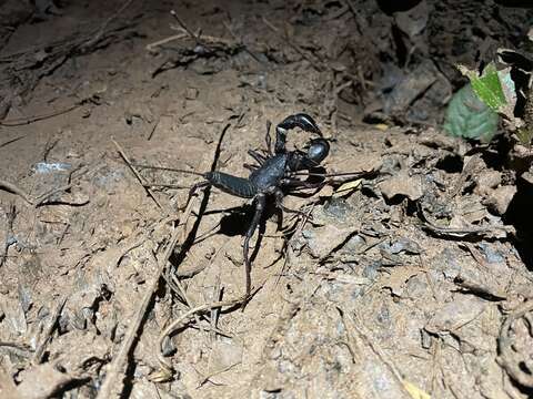 Image of Mastigoproctus colombianus Mello-Leitão 1940