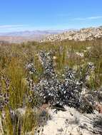 Image of Leucadendron bonum I. Williams