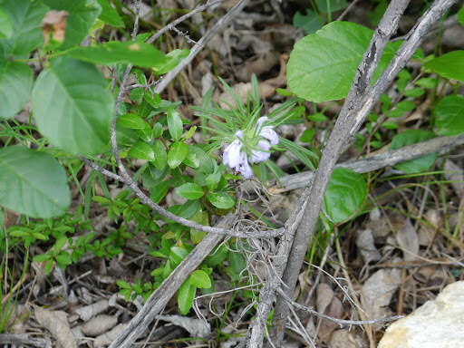 Sivun Salvia engelmannii A. Gray kuva