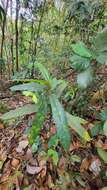 Image of Ficus aurata (Miq.) Miq.