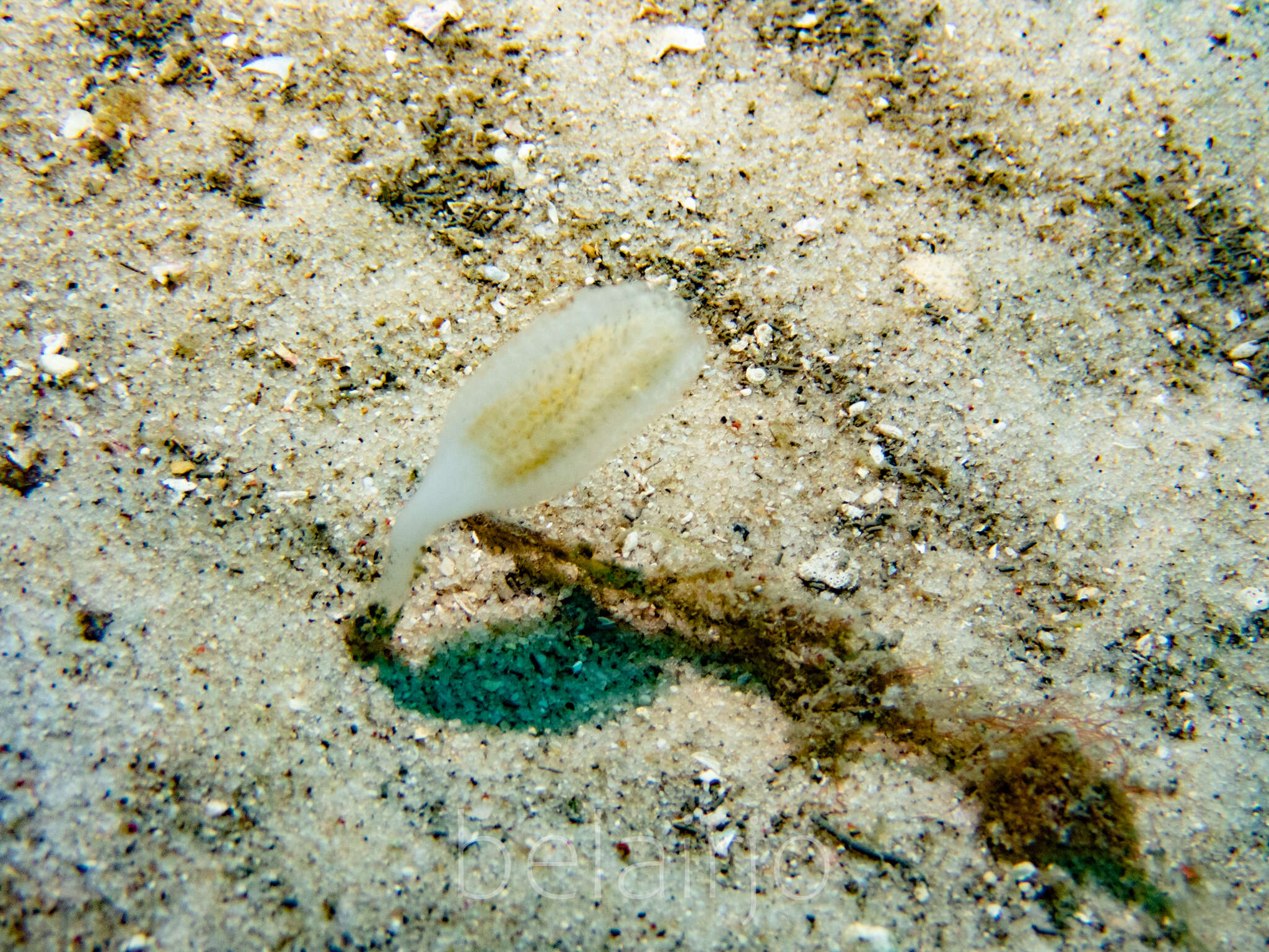 Image of Sycozoa pulchra (Herdman 1886)