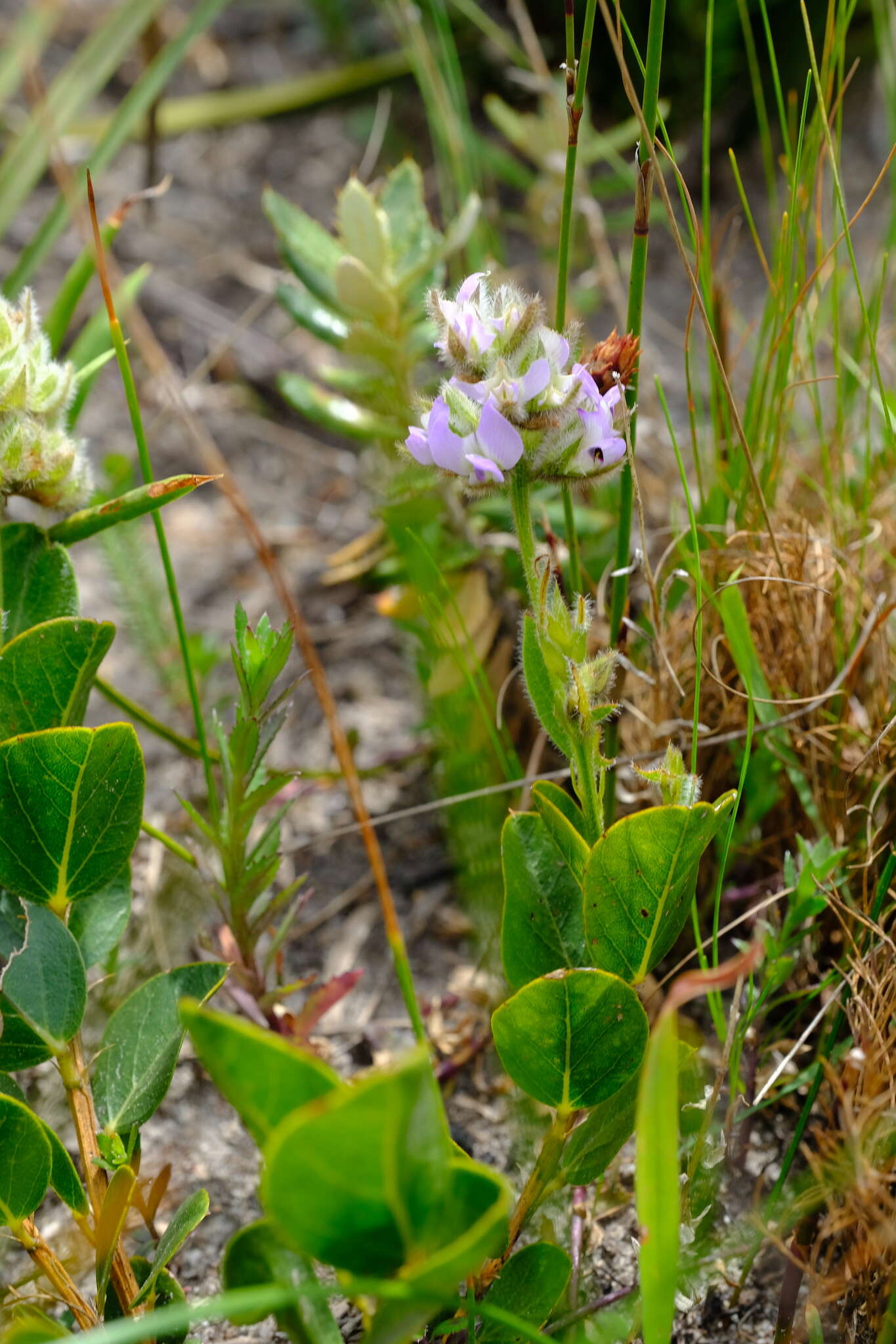 Plancia ëd Otholobium thomii (Harv.) C. H. Stirt.