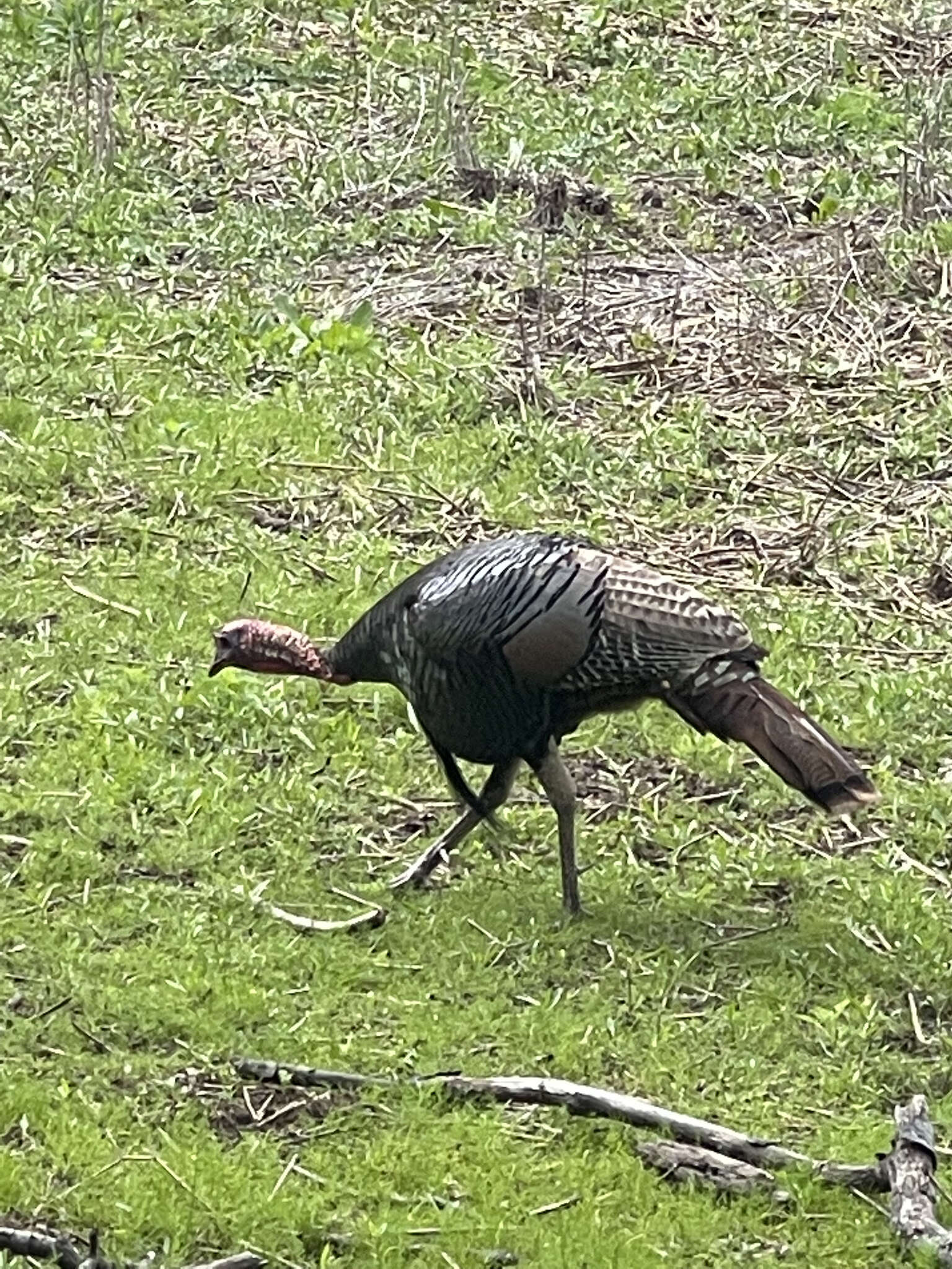 Imagem de Meleagris gallopavo osceola Scott 1890