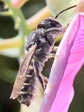 Image of Megachile angelarum Cockerell 1902