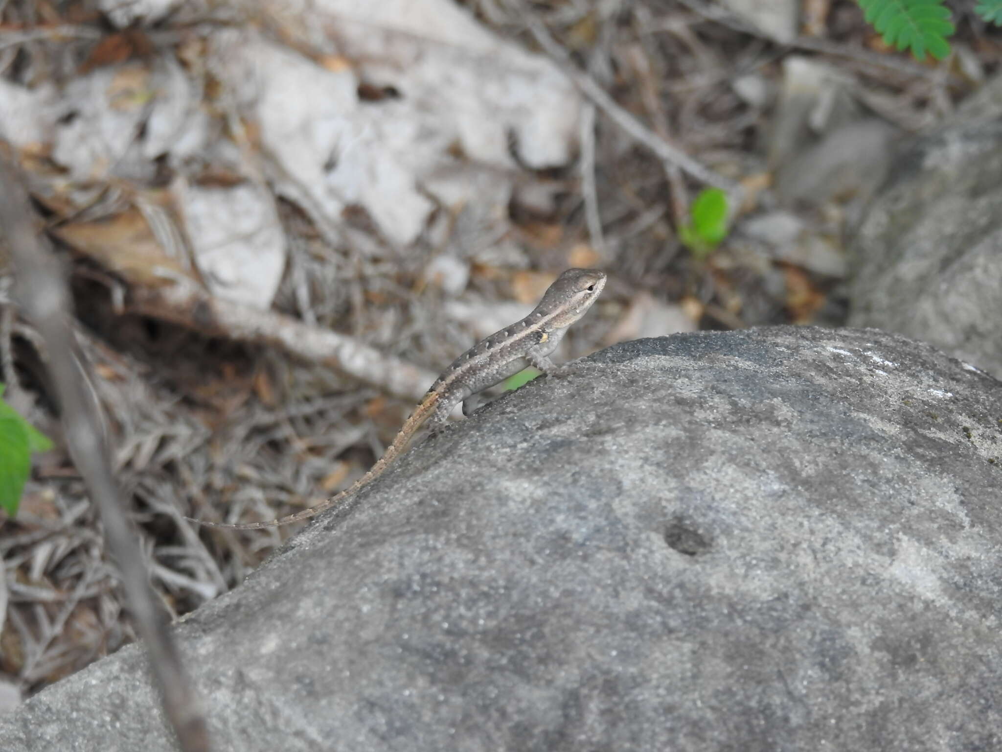 Image of Sceloporus variabilis marmoratus Hallowell 1852