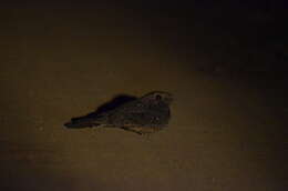 Image of Freckled Nightjar